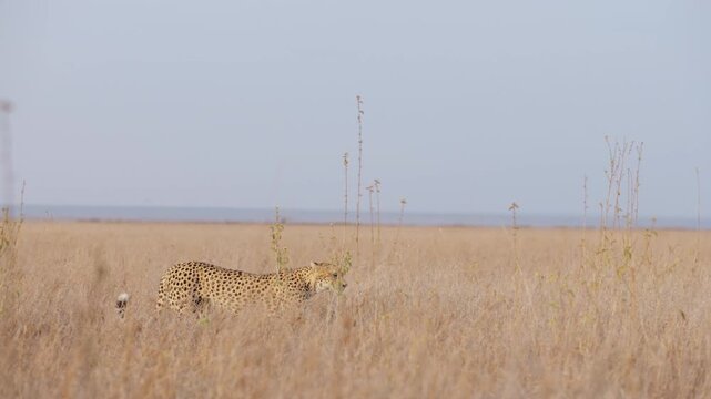 Extreme wide slider left to right of a cheetah walking through savannah grassland in kenya 