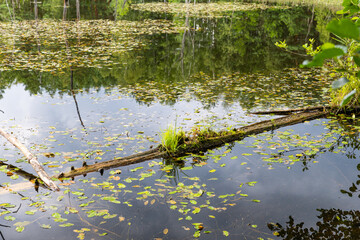 Totholz als natürlicher Blumenkasten mit Aquakultur