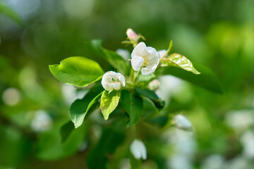 White flower on apple tree branch with blurred background. Spring time. High quality photo