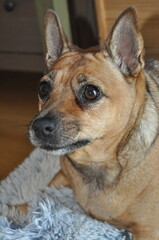 Cane, meticcio