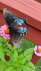 butterfly on flower