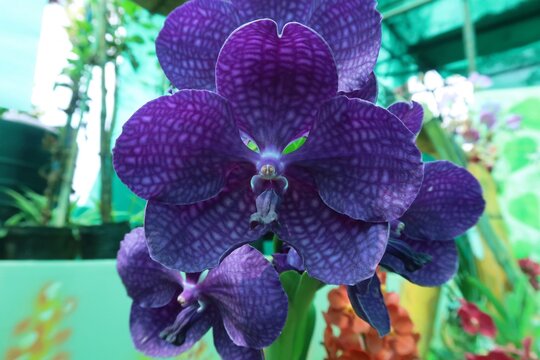 Very rare Vanda Pakchong Blue Orchid in the background