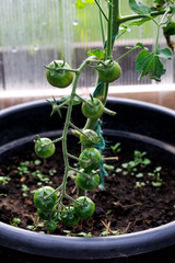 Unripe green cherry tomatoes growing in pot, Cluster of small unripe green cherry tomatoes hanging on vine in black plastic pot, representing home gardening and container vegetable cultivation.
