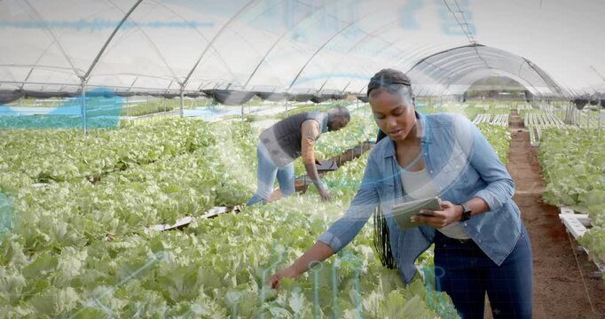 Female worker tapping tablet activating overlay and inspecting lettuce as farmer harvesting lettuce