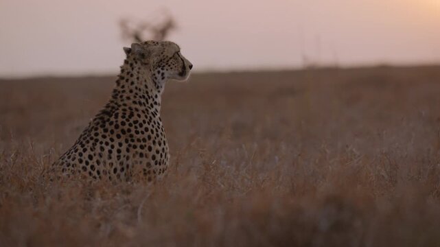 Gimbal parallax wide of a cheetah (Acinonyx jubatus) sitting on hind legs scanning the savannah at sunset in kenya