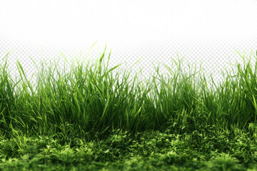 Fototapeta premium Natural green grass fresh spring summer field on transparent background. Natural spring decoration design elements