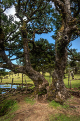 Red Earth Trails of Fanal Forest