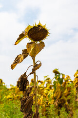 Withered Sunflower in Field