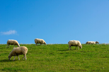 Schafe grasen und Faulenzen auf einer saftigen, grünen Wiese auf dem Damm von Fedderwardersiel bei blauem Himmel.