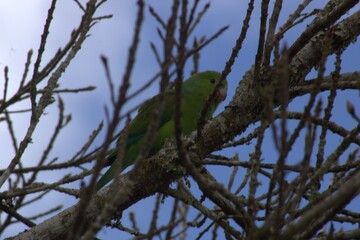 Plain parakeet (Brotogeris tirica) perched on a tree, showing vibrant green plumage with yellow accents. Natural habitat, perfect for wildlife, birds, and Brazilian nature themes.