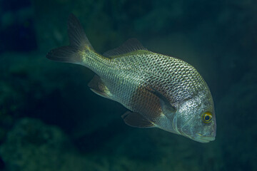 Black Margate (Anisotremus surinamensis) Swimming in Dark Waters