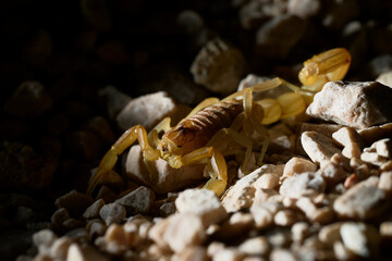 Desert scorpion amidst rocky terrain