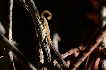 Scorpion perched on dry twig in natural habitat