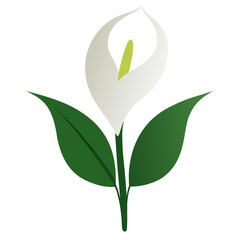 Obraz premium Peace Lily on White Background