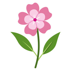 Phlox Bloom on White Background