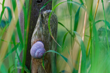 Beautiful snail on vertical metal beam near green grass outdoors.