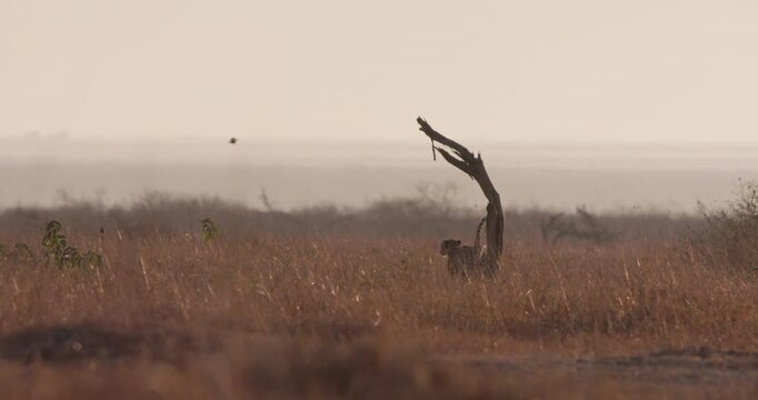 Very wide of a pair of Cheetahs (Acinonyx jubatus) walking near dead trees in the dry savannah grassland at daybreak in Kenya
