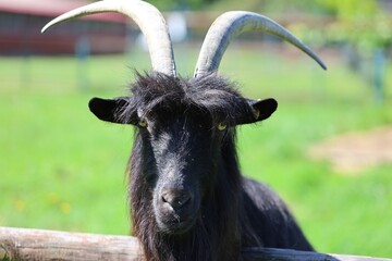 Close-up of a black goat with long curved horns looking directly at the camera