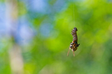 Predatory wasp attacks caterpillar on silk thread in nature