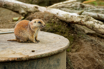 Little beaver on dug soil near fallen trees in forest area