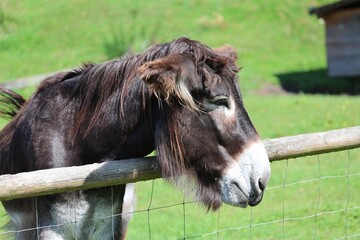 Side view of a brown donkey resting its head on a fence in a sunny green pasture