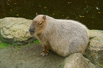 Calm beaver sitting on rocks near water in nature reserve