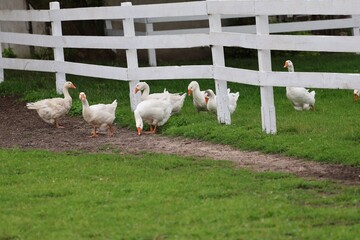 Group of white geese with orange beaks grazing and walking inside a white wooden fenced pasture.