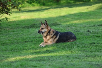 Calm German Shepherd dog resting on a freshly mowed green lawn in soft afternoon sunlight
