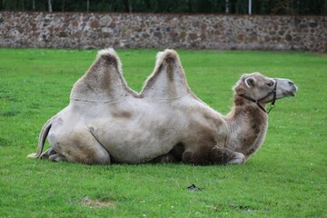 Bactrian camel with two humps lying calmly on a grassy field near a stone wall.