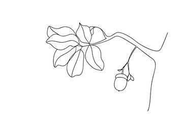 Ackee fruit and leaves on branch tree branch nature