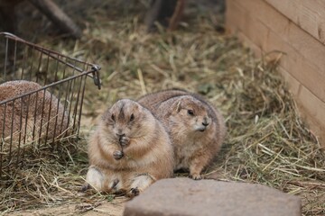 Close-up of two prairie dogs sitting on hay, one eating while the other looks to the side