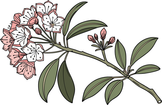 Realistic Mountain Laurel Illustration for Botanical and Nature Art. Detailed Mountain Laurel Drawing for Garden and Floral Projects. Professional Realistic Mountain Laurel Artwork for Plant