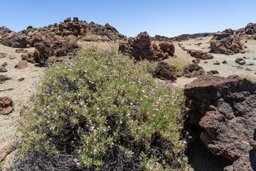 Jarzmianka chropawa (Jasione crispa subsp. webbii) Endemit z Teneryfy, zbocza wulkanu Teide, Wyspy Kanaryjskie © Piotr Szpakowski