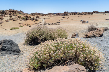 Jarzmianka chropawa (Jasione crispa subsp. webbii) Endemit z Teneryfy, zbocza wulkanu Teide, Wyspy Kanaryjskie © Piotr Szpakowski