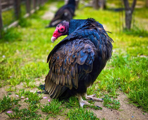 Turkey Vulture Standing on Grass