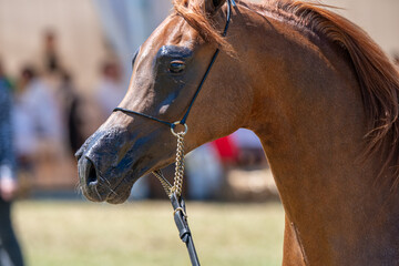 Portrait of a Noble Chestnut Arabian Show Horse
