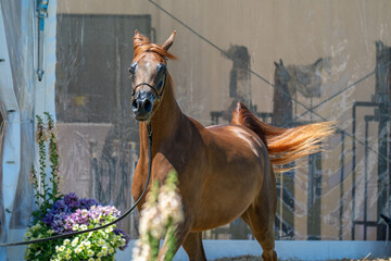 Champion Arabian Stallion in the Winner's Circle