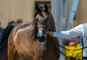 A Gentle Hand: The Partnership Between Handler and Arabian Horse