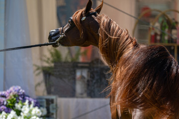 Champion Arabian Stallion with a Magnificent Flowing Mane