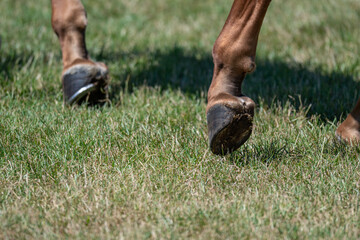 Close-Up of a Horse's Shod Hooves Walking on Green Grass