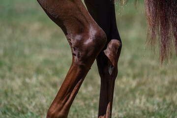 Anatomical Detail of a Horse's Hock Joints