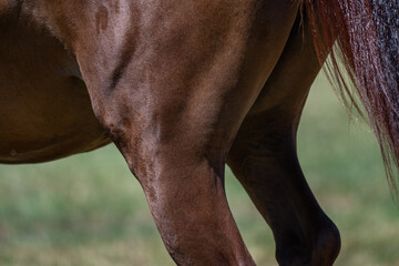 Muscular Power: Close-Up of a Horse's Hindquarters