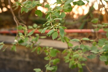 Myrrh is a medicinal plant of the species Commiphora myrrha, also known as Arabic myrrh. image