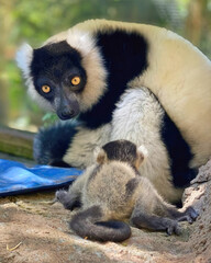 Black and White Ruffed Lemur with Infant
