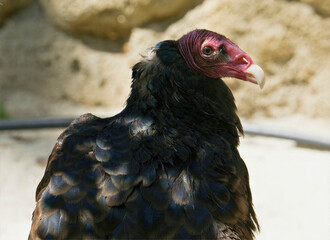 Turkey Vulture with Red Head