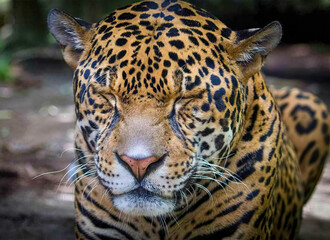 Jaguar Resting with Eyes Closed