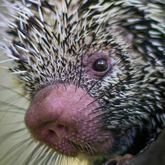 Close-Up of Porcupine Face