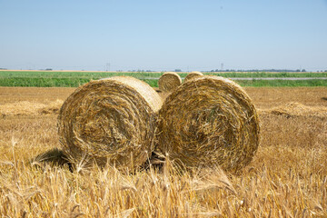 Round bales of freshly mown hay in a field during the summer day.