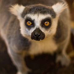 Ring-Tailed Lemur Looking Up