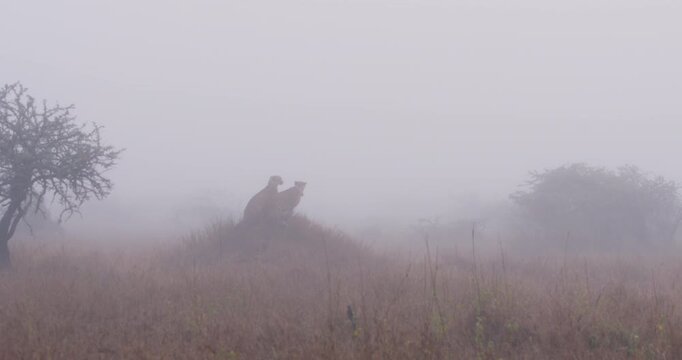 Wide of two Cheetahs (Acinonyx jubatus) sitting on grassy mound and one pouncing away in foggy morning in savannah grassland in Kenya